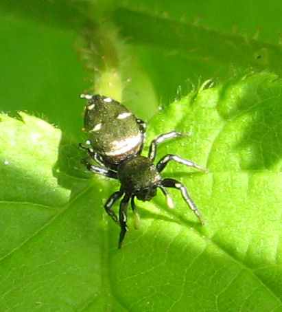 Heliophanus sp.